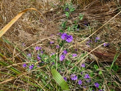 Convolvulus sabatius