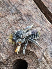 Lipotriches australica