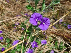 Convolvulus sabatius