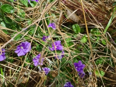 Convolvulus sabatius
