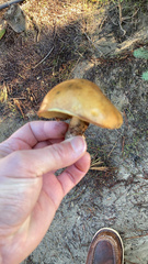 Leccinum manzanitae