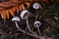 Pseudobaeospora