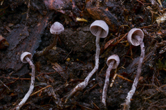 Pseudobaeospora