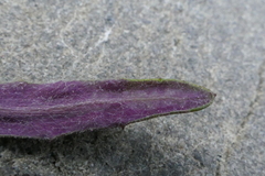Senecio dunedinensis