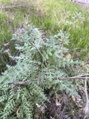 Eucrypta chrysanthemifolia