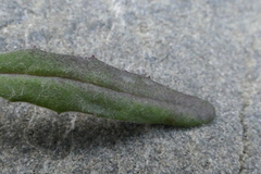 Senecio dunedinensis