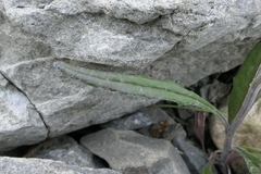 Senecio dunedinensis