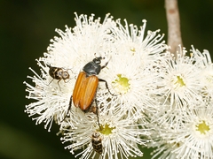 Phyllotocus rufipennis