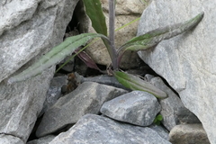 Senecio dunedinensis