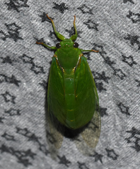 Glaucopsaltria viridis