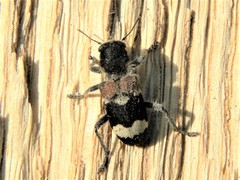 Clerus mutillarius