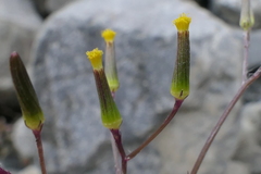 Senecio dunedinensis