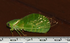 Glaucopsaltria viridis