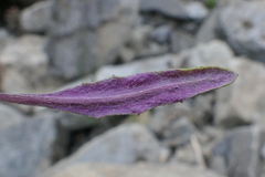 Senecio dunedinensis