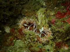 Urticina mcpeaki