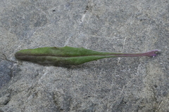 Senecio dunedinensis