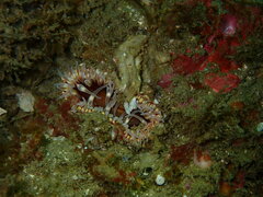 Urticina mcpeaki