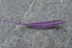 Senecio dunedinensis