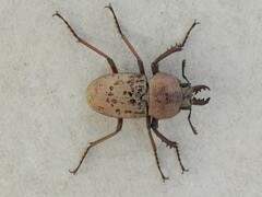 Cacostomus squamosus