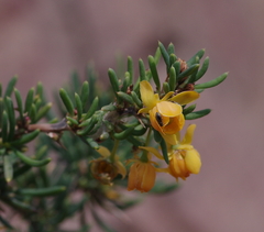 Berberis empetrifolia