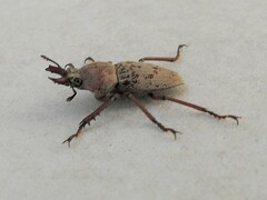 Cacostomus squamosus