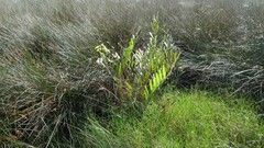 Acrostichum speciosum