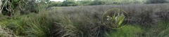 Acrostichum speciosum