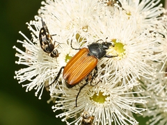 Phyllotocus rufipennis