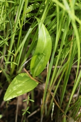 Platanthera flava herbiola