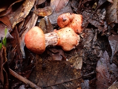 Cortinarius quercoarmillatus