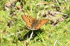 Boloria napaea