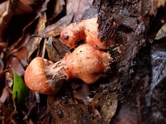 Cortinarius quercoarmillatus