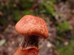 Cortinarius quercoarmillatus