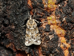 Scoparia chiasta