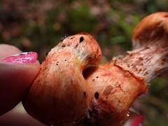 Cortinarius quercoarmillatus