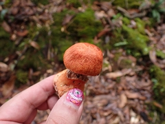 Cortinarius quercoarmillatus