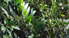 Acrostichum speciosum