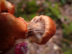 Cortinarius quercoarmillatus