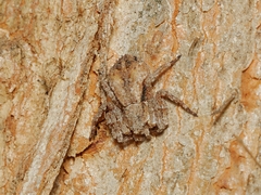 Stephanopis altifrons