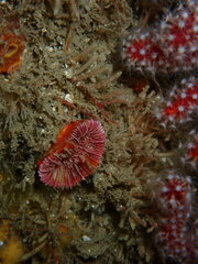 Paracyathus stearnsii