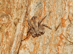 Stephanopis altifrons