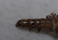 Canephora hirsuta