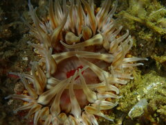 Urticina mcpeaki