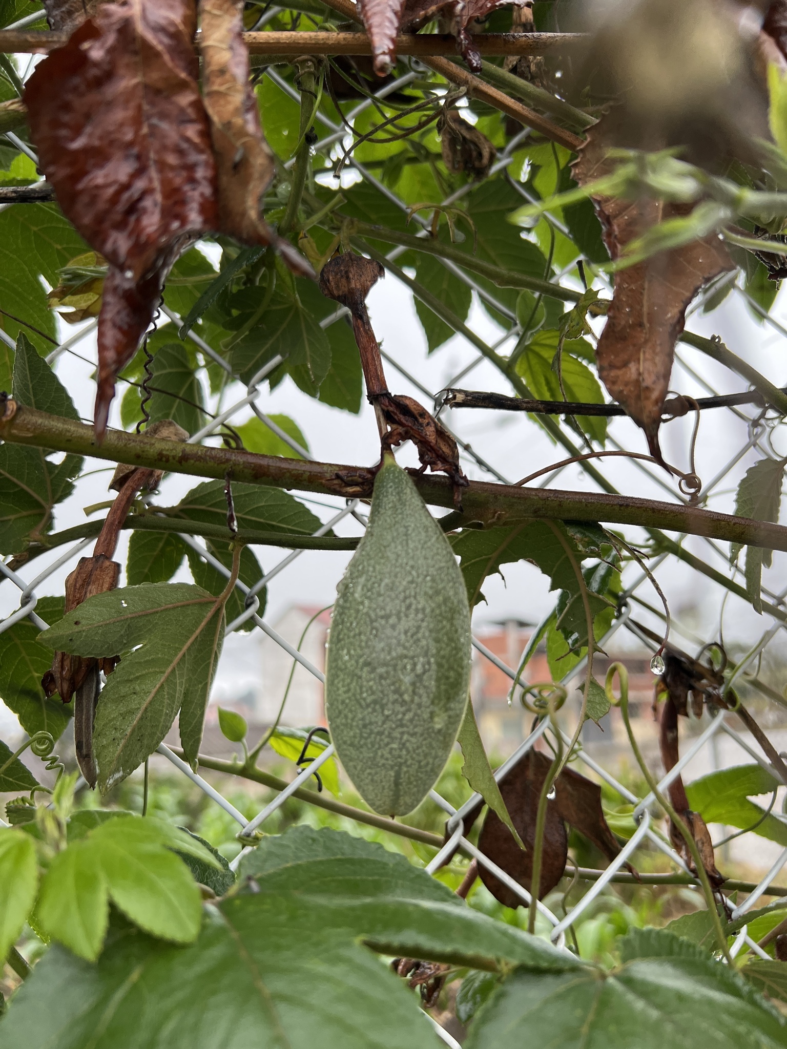 Passiflora tarminiana image