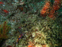 Flabellinopsis iodinea