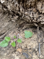 Pelargonium rodneyanum