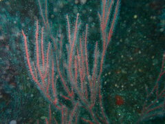 Leptogorgia chilensis