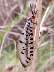 Myrmeleon erythrocephalus