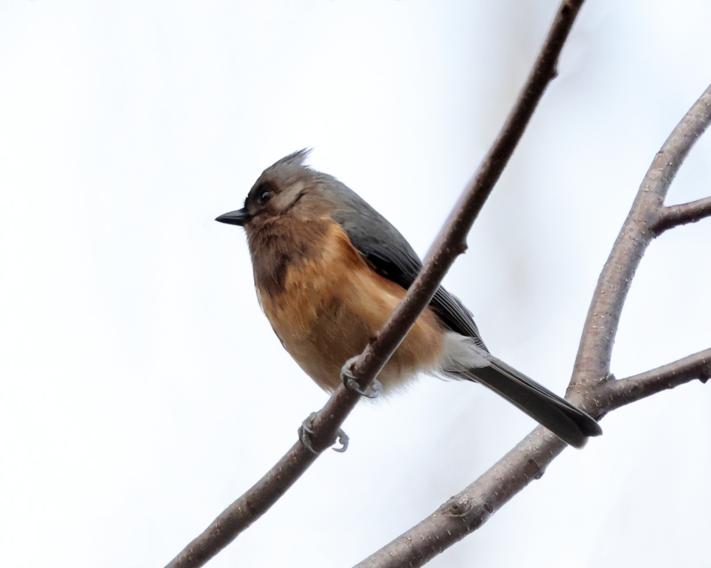 Tufted Titmouse From Groton Ma Usa On December 17 2022 At 0200 Pm By Tom Murray A