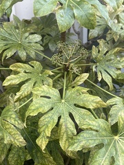 Fatsia